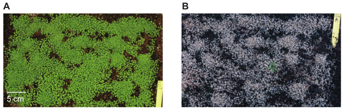 Малюнок 3: лоток заповнений Arabidopsis саджанців до і після лікування глюфосинату амонію